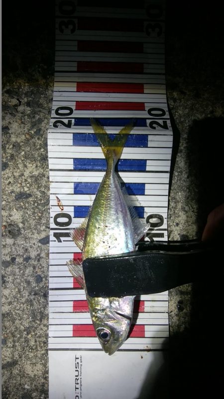 回遊待ちのしんどい釣り